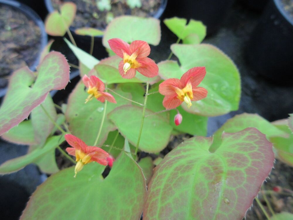 Epimedium x warleyense Orangekonigin - 2 litre pot
