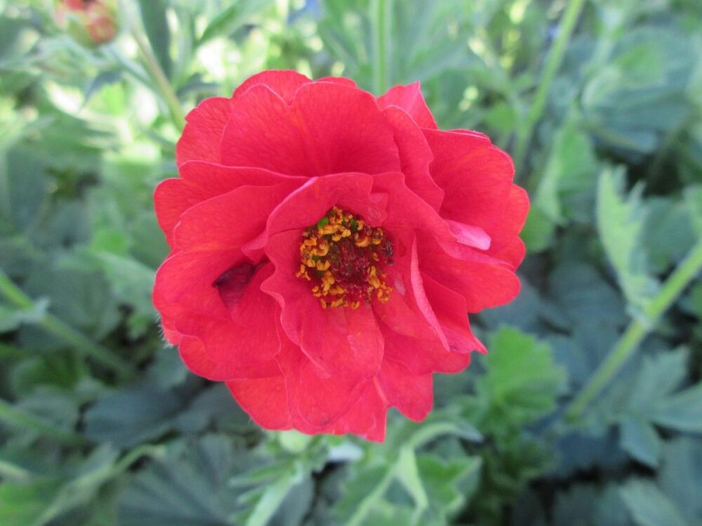 Geum Fire Starter - 2 litre pot