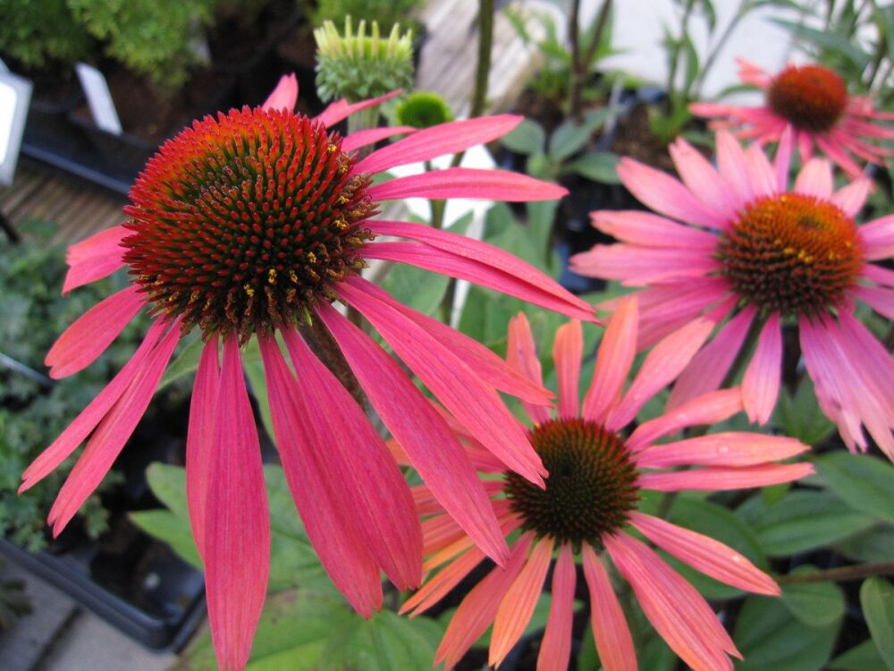 Echinacea Summer Cocktail - 9cm pot