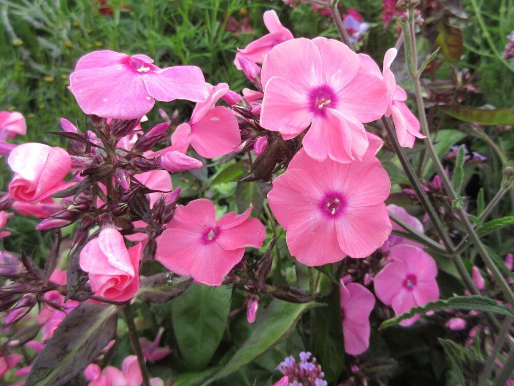 Phlox paniculata Sweet Summer Orange Rose - 2 litre pot