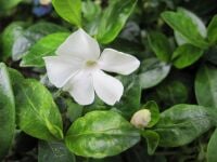 Vinca minor f. alba - 9cm pot