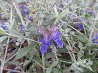 Teucrium fruticans Indyho - 2 litre pot