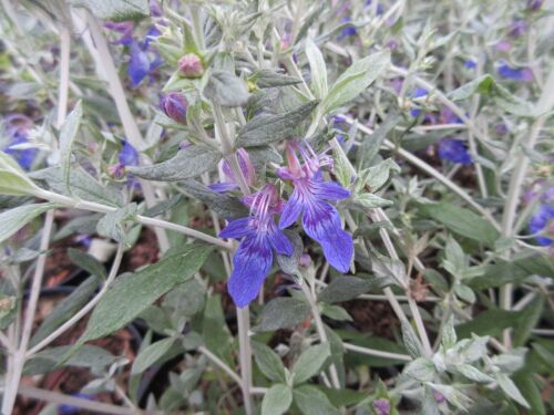 Teucrium fruticans Indyho - 9cm pot