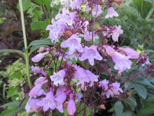 Penstemon Pocahontas - 2 litre pot