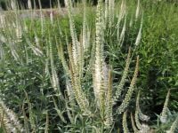 Veronicastrum virginicum Album - 9cm pot