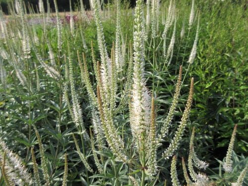 Veronicastrum virginicum Album - 9cm pot