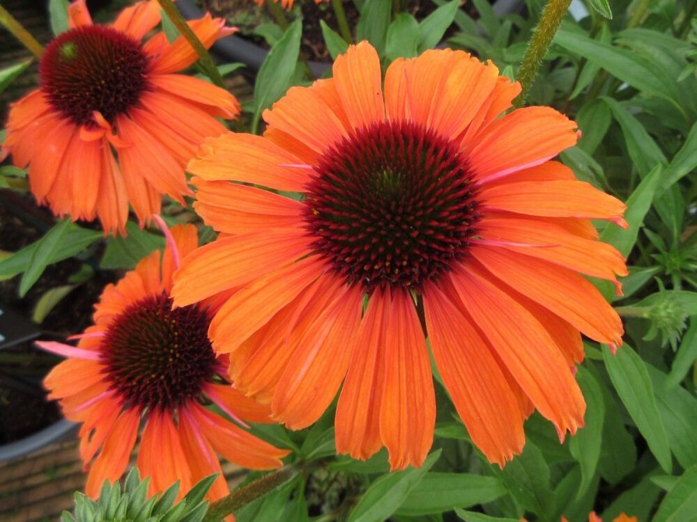 Echinacea SunSeekers Mineola - 9cm pot