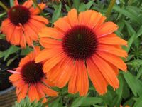 Echinacea SunSeekers Mineola - 2 litre pot