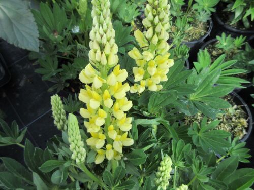 Lupinus Lupinova Lenora - 2 litre pot