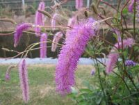 Sanguisorba hakusanensis Lilac Squirrel - 9cm pot