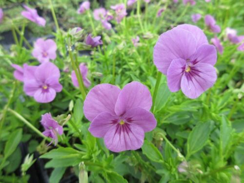 Viola Letitia - 9cm pot