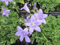 Campanula portenschlagiana Lieselotte - 9cm pot