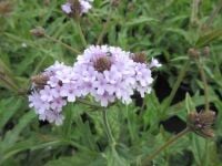 Verbena rigida f. lilacina Polaris - 2 litre pot