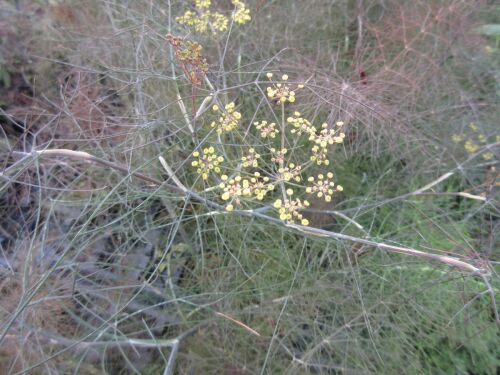 Fennel, Giant Bronze - 2 litre pot