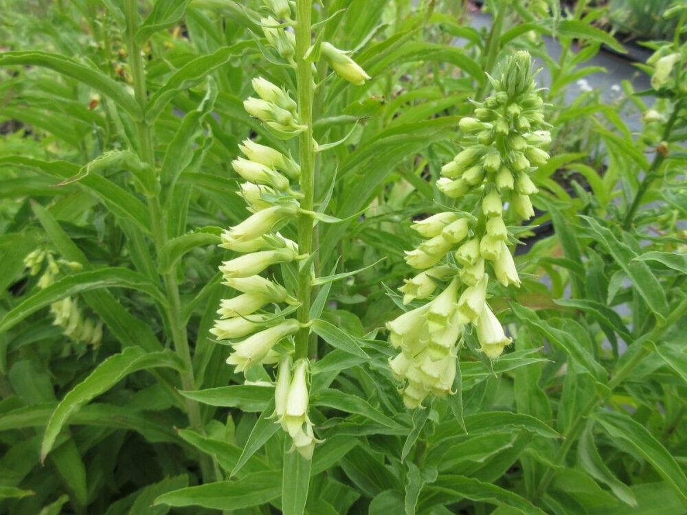 Digitalis lutea - 9cm pot