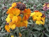 Erysimum Erysistible Yellow - 9cm pot