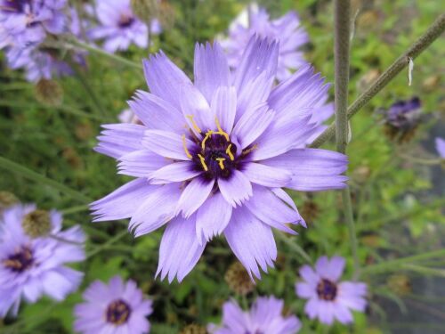 Catananche caerulea - 9cm pot