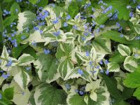 Brunnera macrophylla Dawson's White (Variegata) - 9cm pot