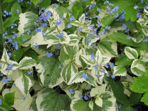 Brunnera macrophylla Dawson's White (Variegata) - 9cm pot