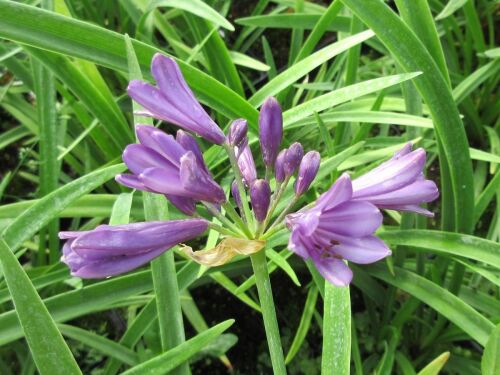 Agapanthus Poppin Purple - 9cm pot