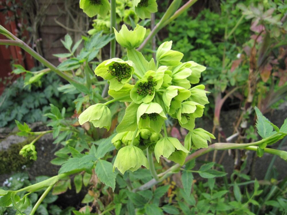 Mathiasella bupleuroides Green Dream - 9cm pot