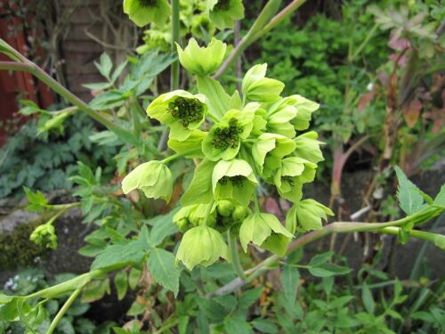 Mathiasella bupleuroides Green Dream - 9cm pot