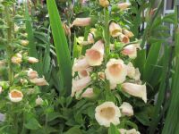 Digitalis purpurea Dalmatian Peach - 9cm pot