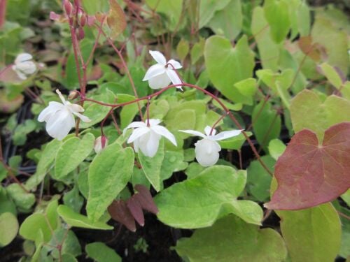 Epimedium x youngianum Niveum - 2 litre pot