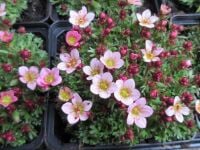 Saxifraga Pixi Pan Appleblossom - 9cm pot