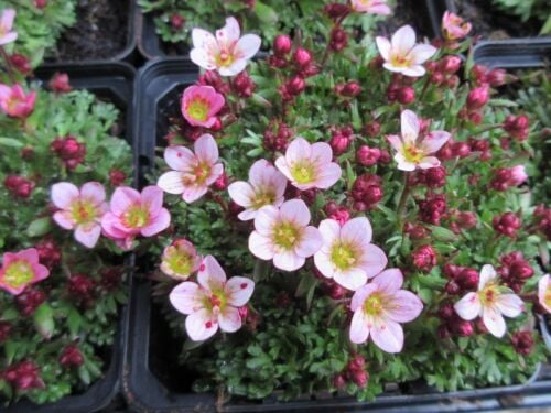 Saxifraga Pixi Pan Appleblossom - 9cm pot