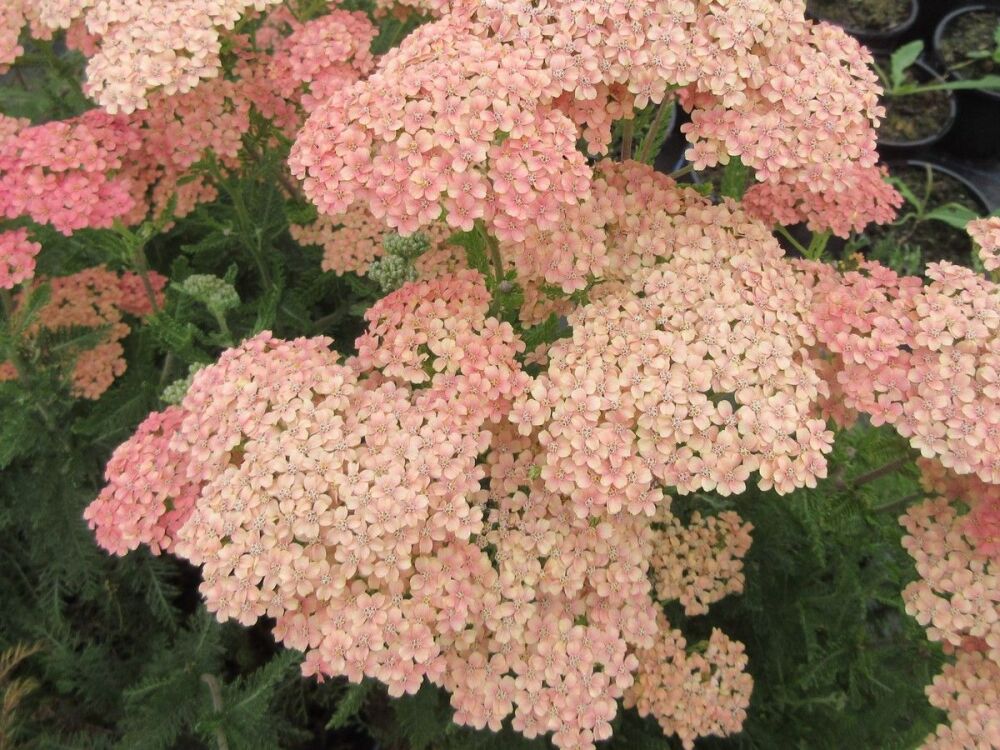 Achillea Lachsschonheit (Salmon Beauty) - 9cm pot