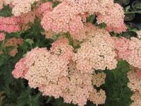 Achillea Lachsschonheit (Salmon Beauty) - 2 litre pot