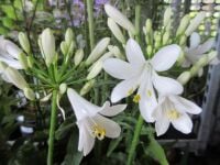 Agapanthus Pitchoune White - 9cm pot