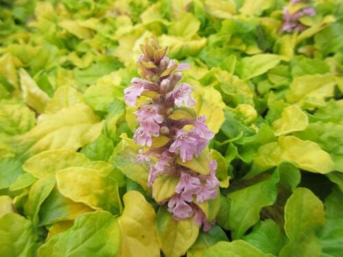 Ajuga reptans Gold Chang - 9cm pot