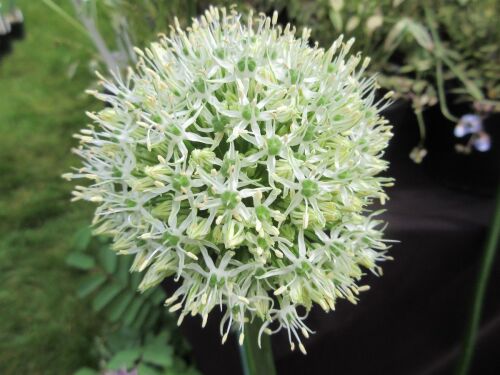 Allium stipitatum Mount Everest - 2 litre pot