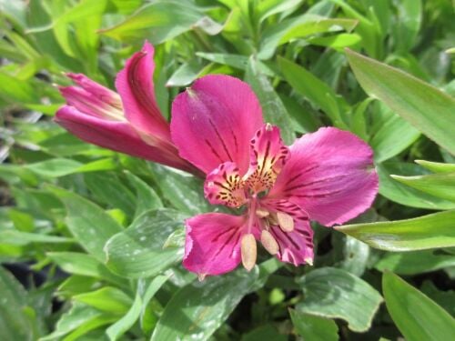 Alstroemeria Mauve Majesty - 9cm pot