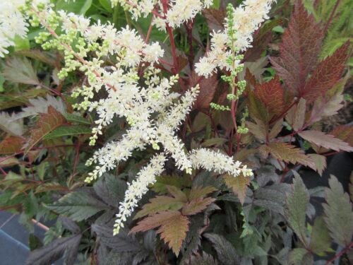 Astilbe Ellie (x arendsii) - 2 litre pot