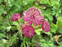 Astrantia Burgundy Manor - 9cm pot