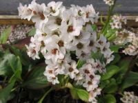 Bergenia Bressingham White - 9cm pot