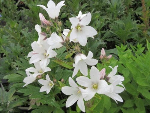 Campanula lactiflora Alba - 2 litre pot