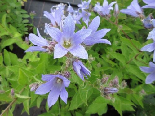 Campanula lactiflora Prichard's Variety - 9cm pot