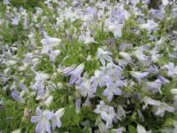 Campanula portenschlagiana Clockwise White Blush - 9cm pot