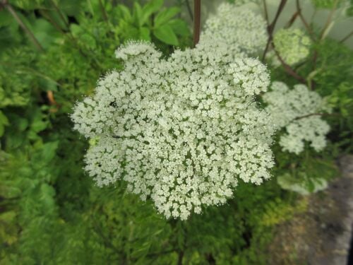 Cenolophium denudatum - 9cm pot