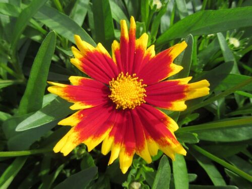 Coreopsis grandiflora Solar Jewel - 2 litre pot