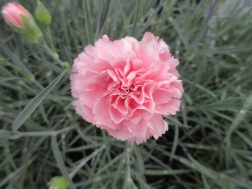 Dianthus Letitia Wyatt - 9cm pot