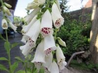 Digitalis purpurea Dalmatian White - 2 litre pot