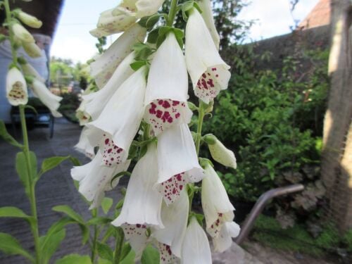 Digitalis purpurea Dalmatian White - 2 litre pot