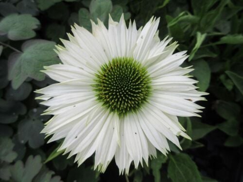 Echinacea purpurea Virgin - 9cm pot