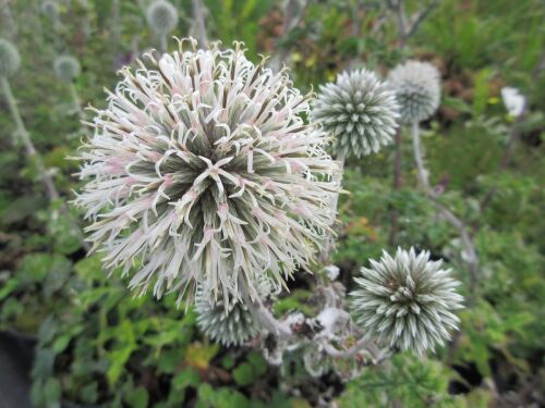 Echinops bannaticus Star Frost - 2 litre pot