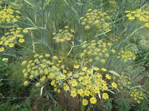 Fennel, Bronze - 9cm pot